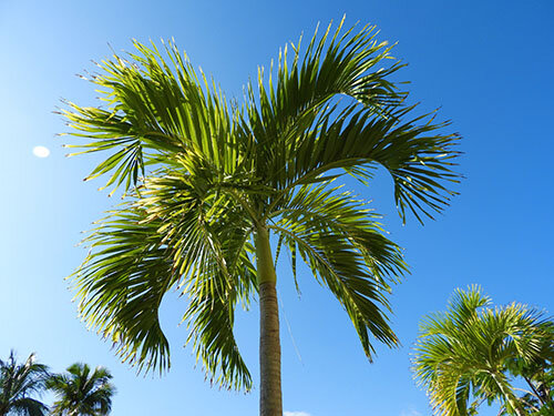 Palm Tree, St. Thomas, Virgin Islands