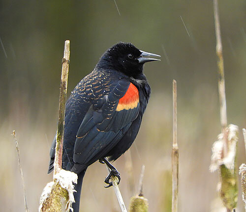 Red-Winged Blackbird, Ridgefield Wildlife Refuge