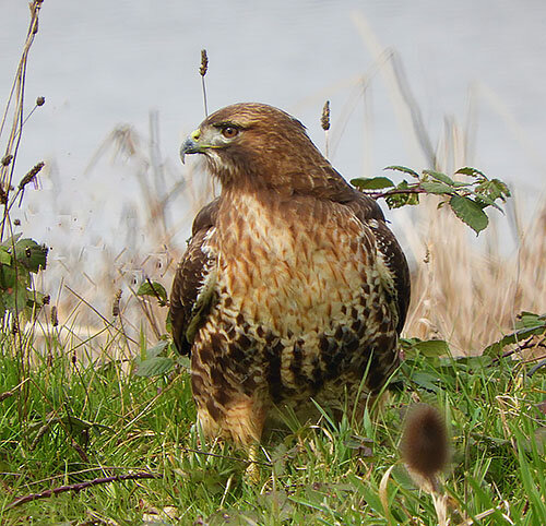 Hawk, Ridgefield Wildlife Refuge