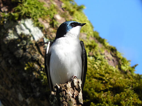 Tree Swallow, Ridgefield Wildlife Refuge