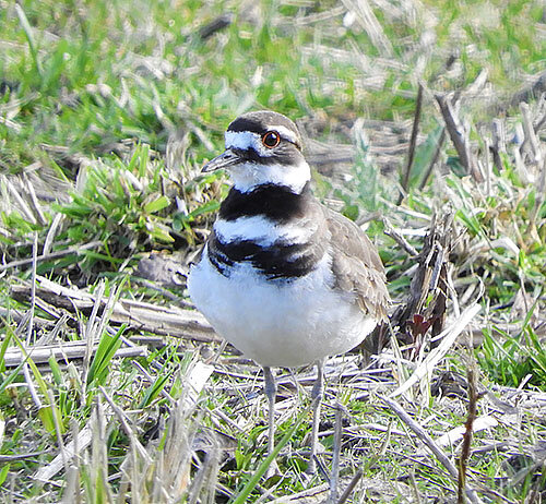Killdeer, Ridgefield Wildlife Refuge