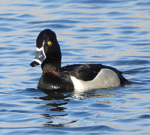Ringed-Neck Duck, Ridgefield Wildlife Refuge