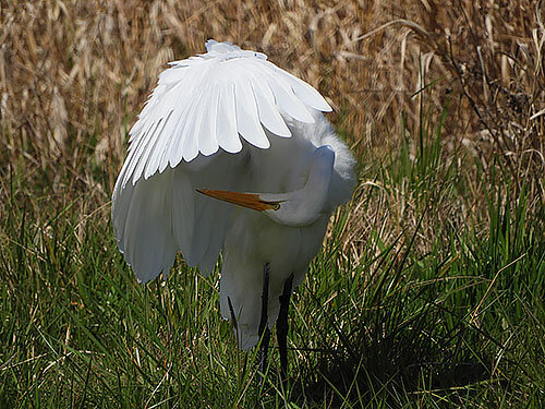 Egret, Ridgefield Wildlife Refuge