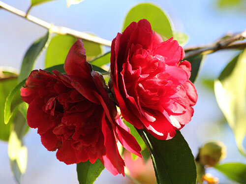 Camillia, Elk Rock Garden