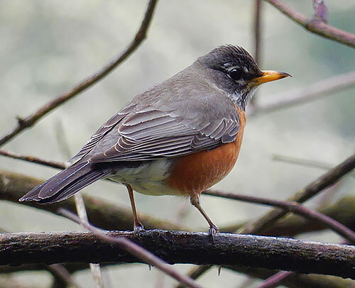 Robin, Wildlife Botanical Garden