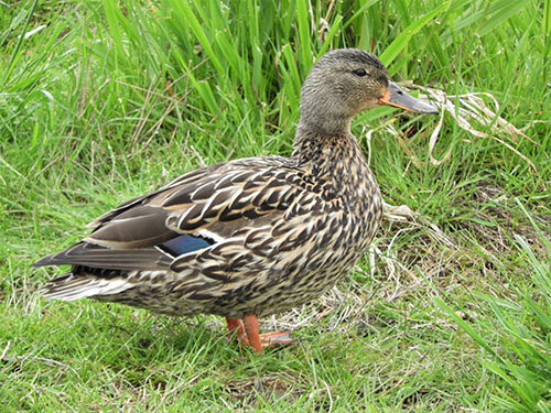 Female Mallard, Lacamas Lake