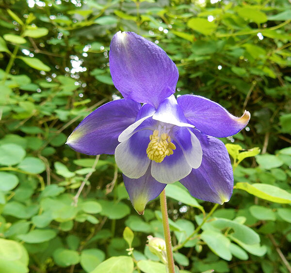 Columbine, Wildlife Botanical Garden