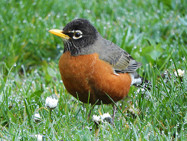 Robin, Lewisville Park