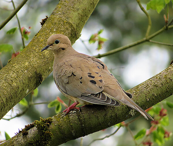 Dove, Tualatin Hills Nature Park