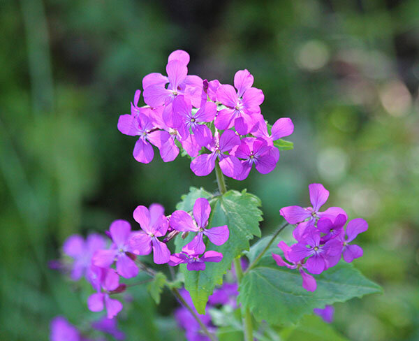Wildflowers, Lewisville Park