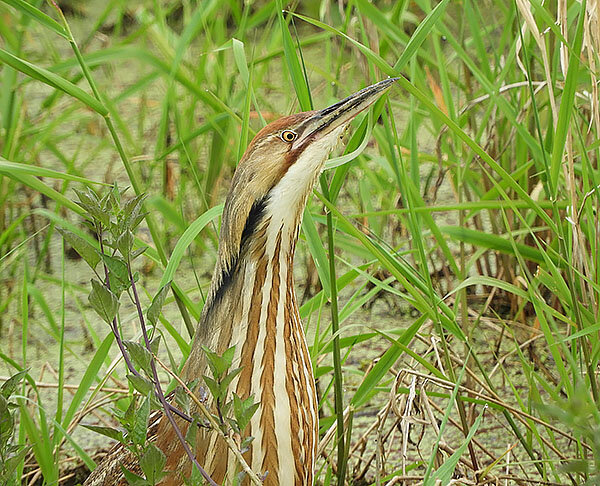 Bittern, Ridgefield Wildlife Refuge