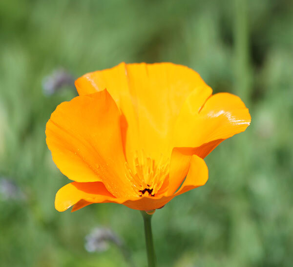 Poppy, Wildlife Botanical Garden