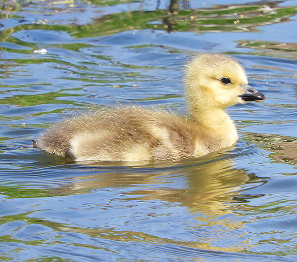 Gosling, Ridgefield Wildlife Refuge