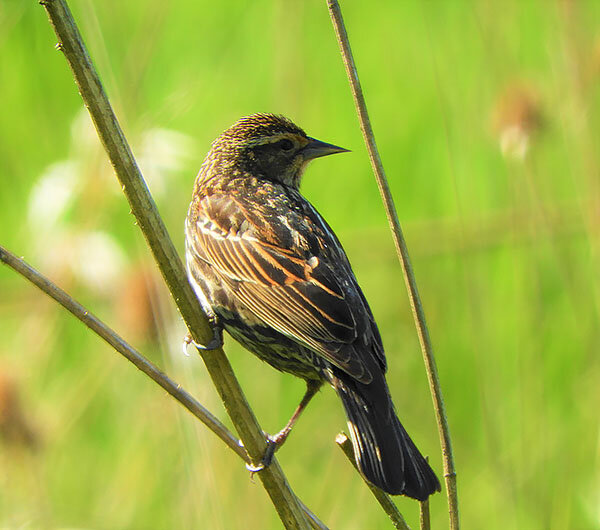 Female Red-Winged Blackbird, Ridgefield Wildlife Refuge