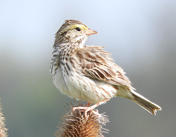 Savannah Sparrow, Ridgefield Wildlife Refuge
