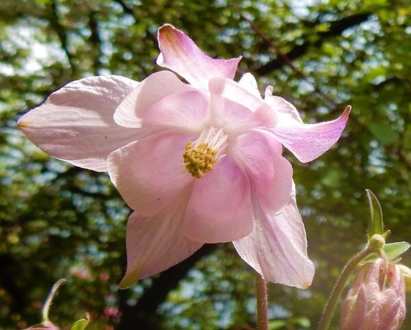 Pink Columbine, Wildlife Botanical Garden