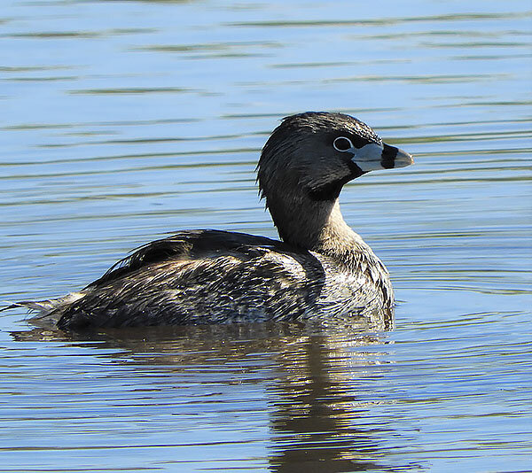Pied-Billed Grebe, Ridgefield Wildlife Refuge