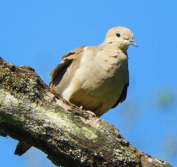 Dove, Ridgefield Wildlife Refuge