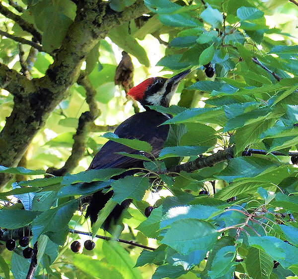 Pileated Woodpecker, Tualatin Hills Nature Park