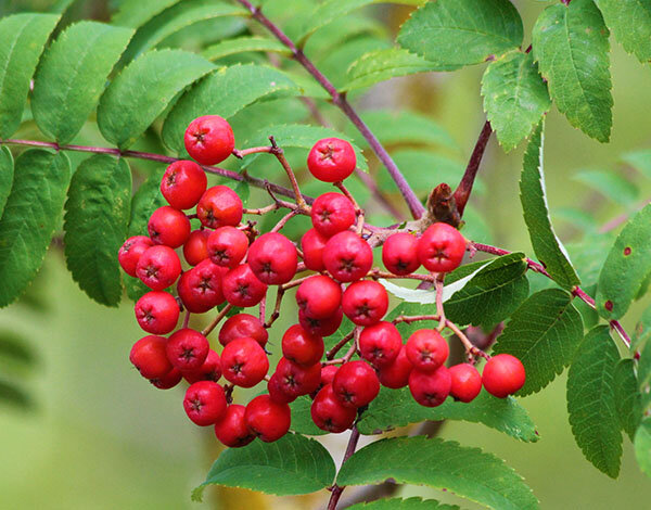 Berries, Wildlife Botanical Garden