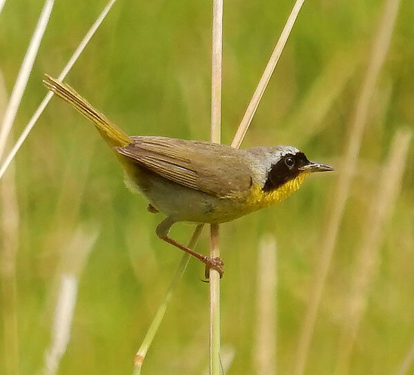 Common Yellowthroat, Ridgefield Wildlife Refuge