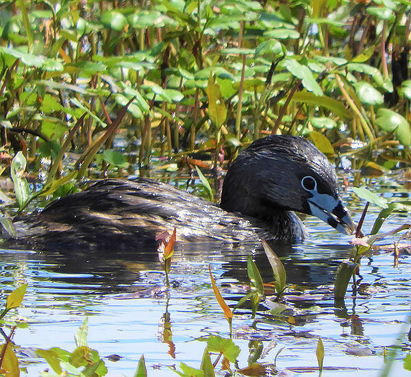 Pied-Billed Grebe Duck, Ridgefield Wildlife Refuge