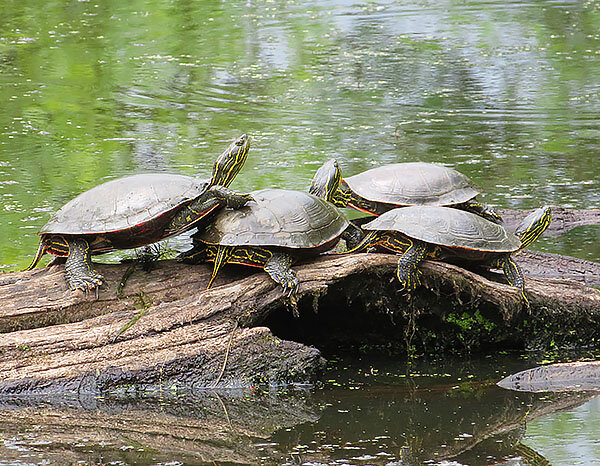 Turtles, Lacamas Lake