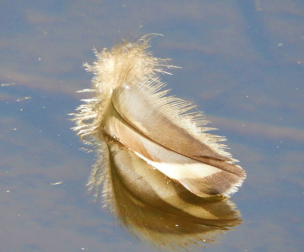 Feather, Wildlife Botanical Garden