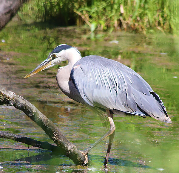 Blue Heron, Ridgefield Wildlife Refuge