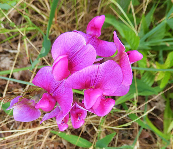 Sweet Pea, Ridgefield Wildlife Refuge