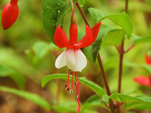 Fuschia, Wildlife Botanical Garden