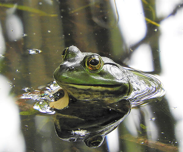 Bull Frog, Wildlife Botanical Garden