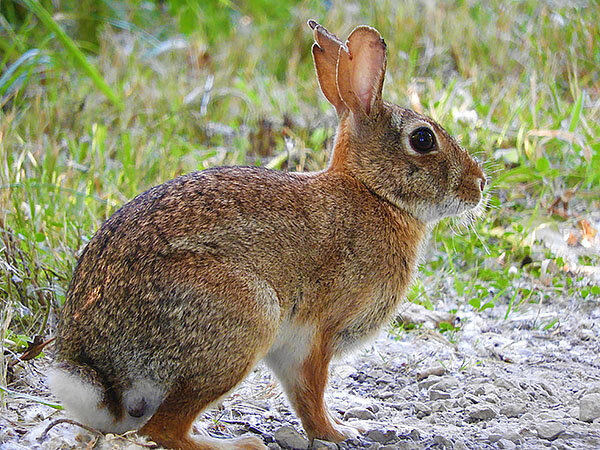 Rabbit, Tualatin Hills Nature Park