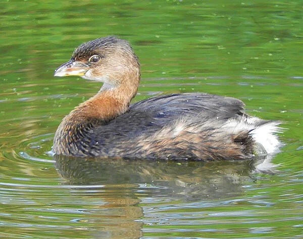Pied-Billed Grebe, Ridgefield Wildlife Refuge