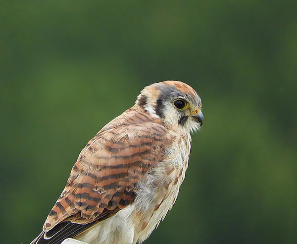 Kestrel, Ridgefield Wildlife Refuge