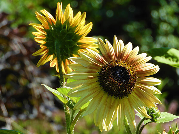Sunflowers, Wildlife Botanical Garden