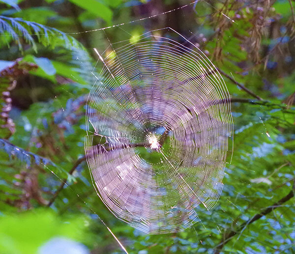 Spiderweb, Lacamas Lake