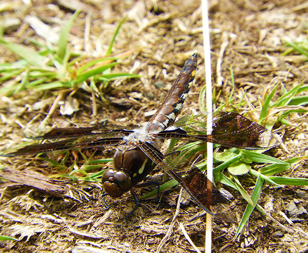Dragonfly, Wildlife Botanical Garden
