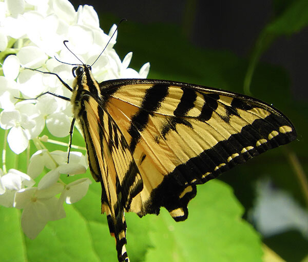 Swallowtail Butterfly, Ridgefield Wildlife Refuge