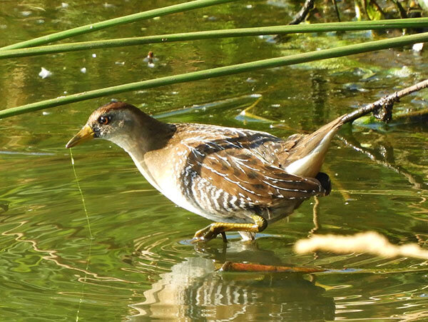 Virginia Rail, Kiwa Trail