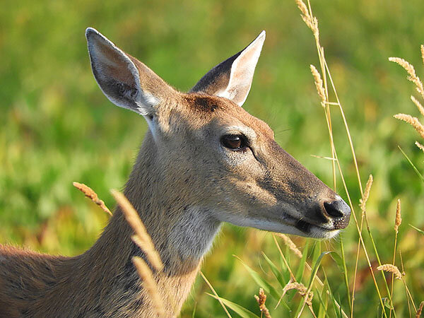 Doe, Ridgefield Wildlife Refuge