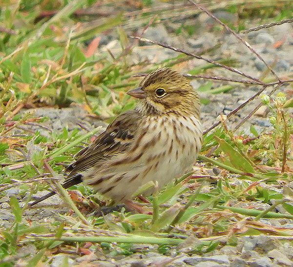 Savannah Sparrow, Kiwa Trail