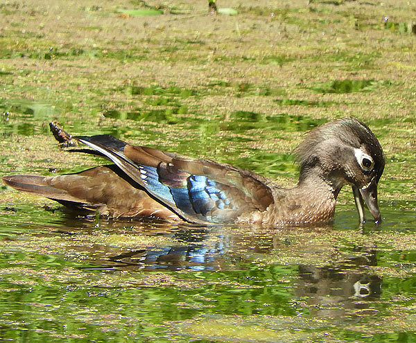 Female Wood Duck, Ridgefield Wildlife Refuge