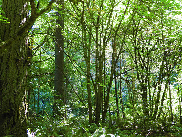 Forest