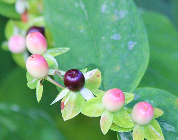 Berries, Lewisville Park