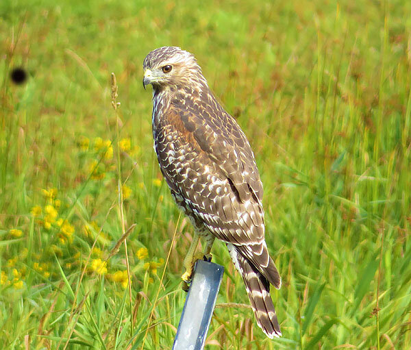Hawk, Ridgefield Wildlife Refuge