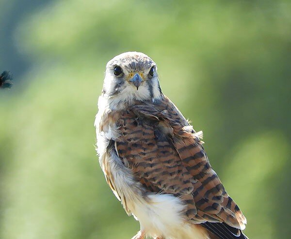 Kestrel, Ridgefield Wildlife Refuge