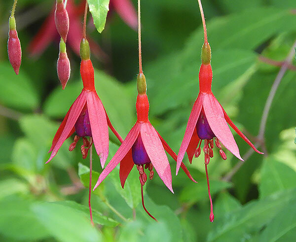 Fuchsia, Wildlife Botanical Garden
