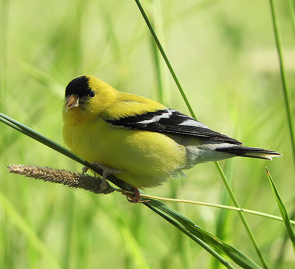 American Goldfinch, Kiwa Trail