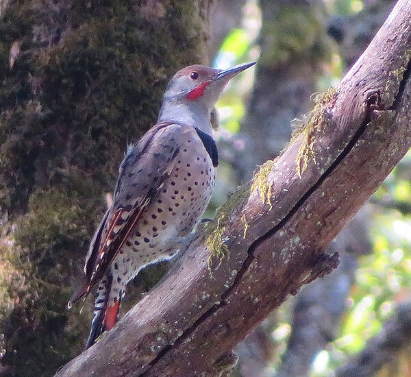 Northern Flicker, Kiwa Trail